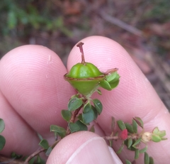 Leptospermum rotundifolium