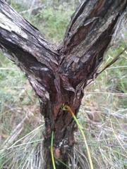 Leptospermum rotundifolium