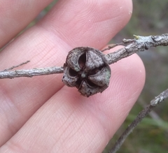 Leptospermum rotundifolium