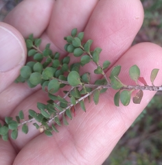 Leptospermum rotundifolium