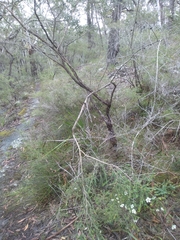 Leptospermum rotundifolium