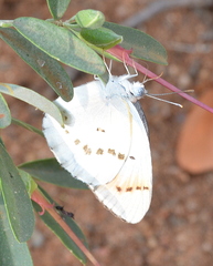 Colotis annae annae
