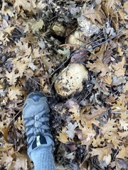 Butyriboletus persolidus