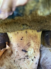 Butyriboletus persolidus