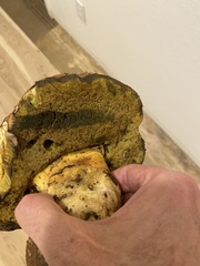 Butyriboletus persolidus
