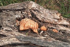 Gymnopilus thiersii
