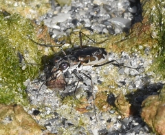 Ellipsoptera marginata