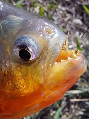 Pygocentrus nattereri