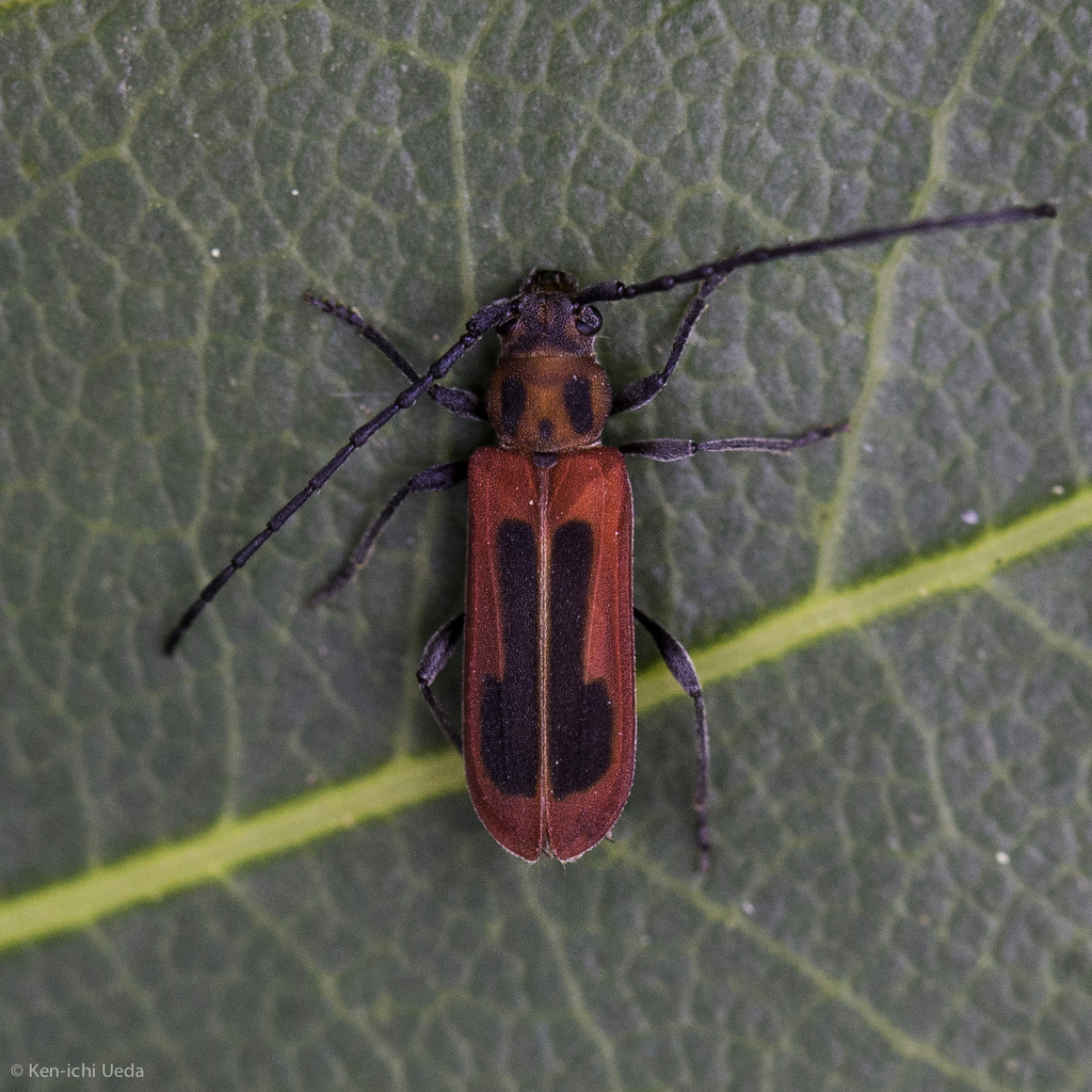 Holopleura marginata