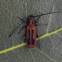 Holopleura marginata