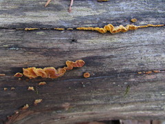 Dacrymyces corticioides