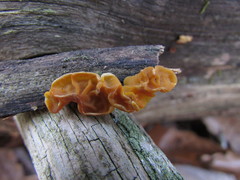 Dacrymyces corticioides