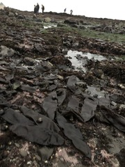 Halosaccion glandiforme