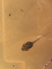 Ranoidea caerulea