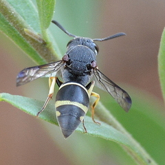 Antepipona