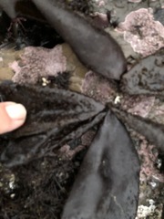 Halosaccion glandiforme