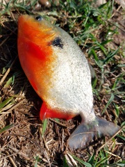 Pygocentrus nattereri