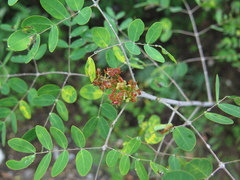 Rhus virens