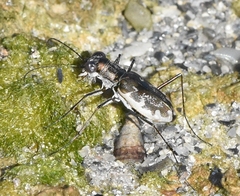 Ellipsoptera marginata