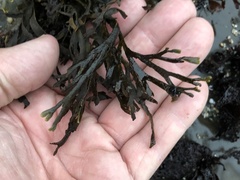 Ahnfeltiopsis linearis