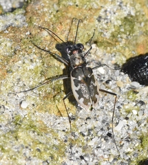 Ellipsoptera marginata