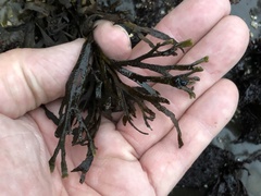 Ahnfeltiopsis linearis