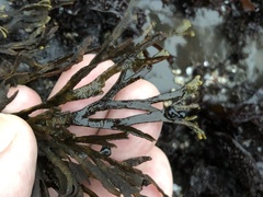 Ahnfeltiopsis linearis