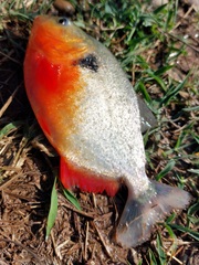 Pygocentrus nattereri