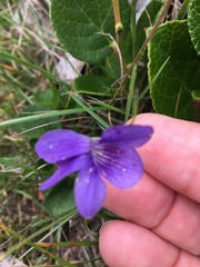 Viola adunca adunca