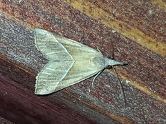 Hypena degesalis