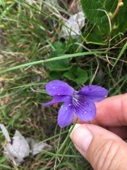 Viola adunca adunca