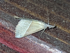 Hypena degesalis