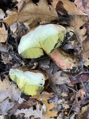 Butyriboletus persolidus