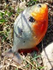 Pygocentrus nattereri