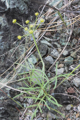 Lomatium marginatum marginatum