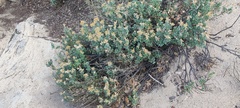 Ericameria cuneata spathulata
