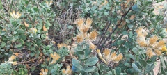 Ericameria cuneata spathulata