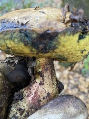 Butyriboletus persolidus