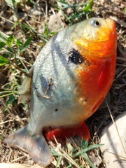 Pygocentrus nattereri