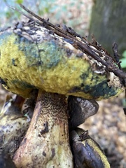 Butyriboletus persolidus
