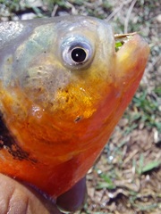 Pygocentrus nattereri