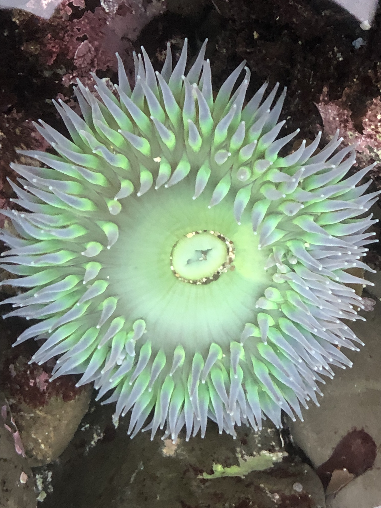 giant green anemone, giant green sea anemone, giant tidepool anemone, great green anemone, grüne riesenanemone