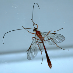 Dicamptus fuscicornis