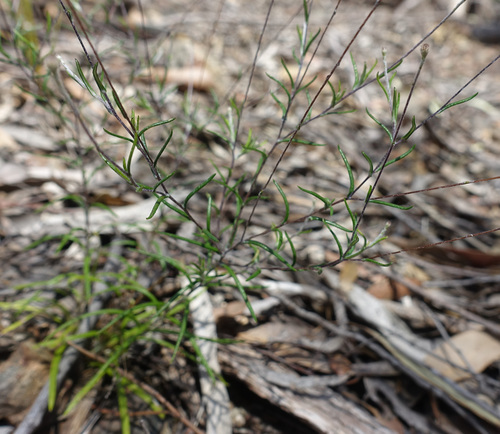 Image of Wiry Buttons (Leptorhynchos tenuifolius) by (c) yatesy, some rights reserved (CC BY)