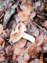 Russula roseopileata