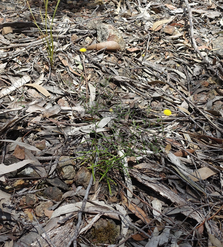 Image of Wiry Buttons (Leptorhynchos tenuifolius) by (c) yatesy, some rights reserved (CC BY)