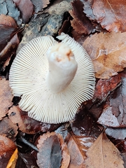 Russula roseopileata