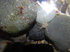 Halcampa decemtentaculata