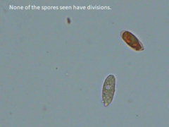 Dacrymyces corticioides