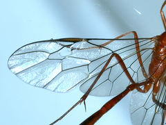 Dicamptus fuscicornis